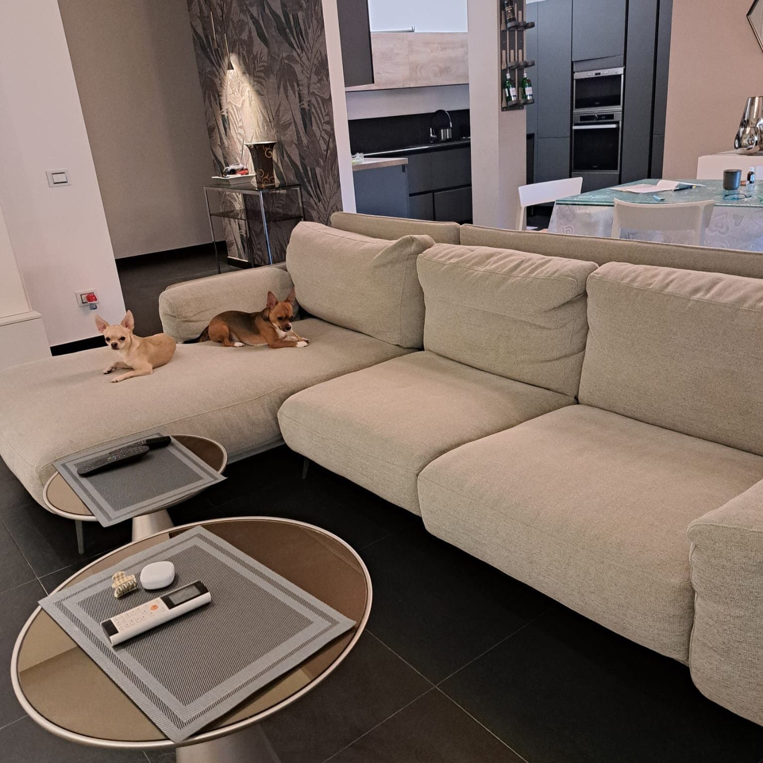 Animali domestici in casa Animali domestici in casa